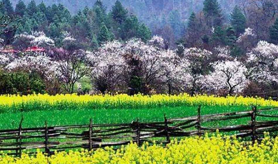 西藏桃花节:直飞林芝+拉萨+日喀则+青藏铁路11日