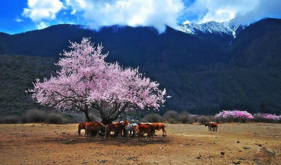 西藏桃花节:直飞林芝+拉萨+日喀则+青藏铁路11日