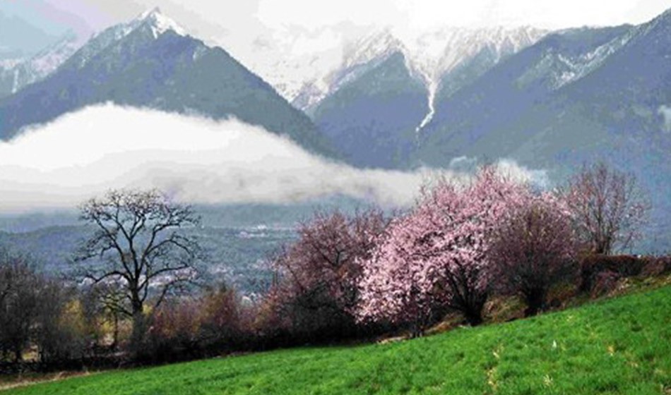 西藏桃花节:直飞林芝+拉萨+日喀则+青藏铁路11日