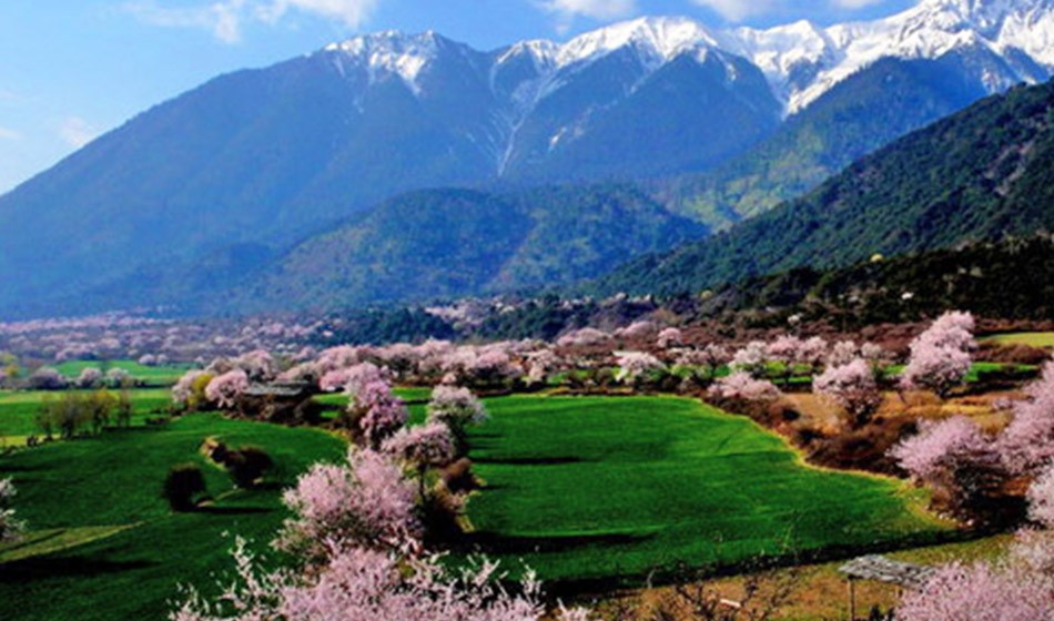 西藏桃花节:直飞林芝+拉萨+日喀则+珠峰+青藏铁路13日